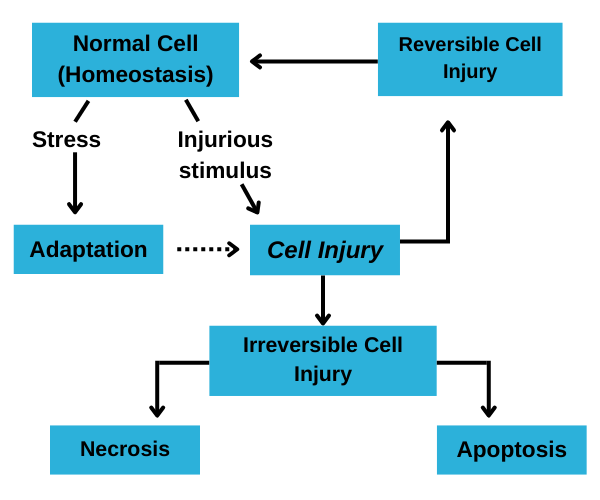 Cell Injury