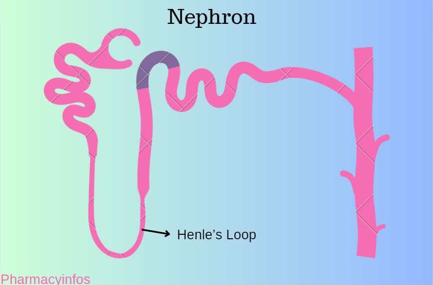 loop diuretics